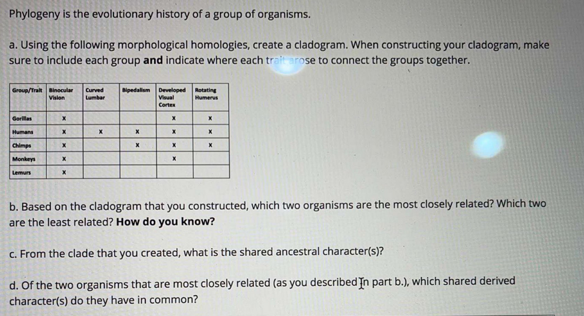 Phylogeny is the evolutionary history of a group of organisms.
a. Using the following morphological homologies, create a cladogram. When constructing your cladogram, make
sure to include each group and indicate where each trait arose to connect the groups together.
Group/Tralt Binocular
Vision
Curved
Bipedalism
Developed
Visual
Cortex
Rotating
Lumbar
Humerus
Gorillas
Humans
X
Chimps
Monkeys
Lemurs
b. Based on the cladogram that you constructed, which two organisms are the most closely related? Which two
are the least related? How do you know?
c. From the clade that you created, what is the shared ancestral character(s)?
d. Of the two organisms that are most closely related (as you described In part b.), which shared derived
character(s) do they have in common?
