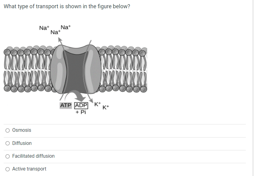 What type of transport is shown in the figure below?
Na+
Na*
Na*
ATP ADP K K+
+ Pi
Osmosis
O Diffusion
Facilitated diffusion
O Active transport
