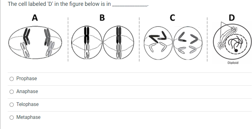 The cell labeled 'D' in the figure below is in .
A
B
D
Diploid
O Prophase
O Anaphase
O Telophase
Metaphase
