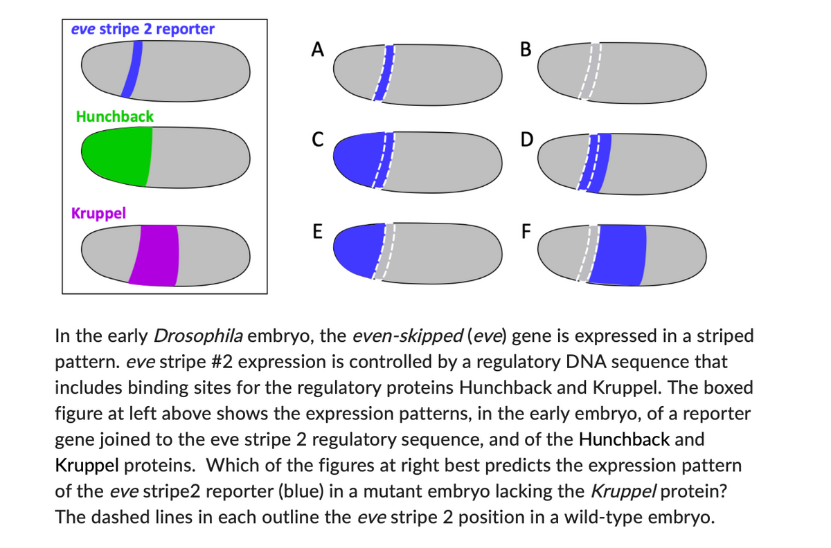 eve stripe 2 reporter
A
B
Hunchback
C
D
6999
Kruppel
E
F
D
In the early Drosophila embryo, the even-skipped (eve) gene is expressed in a striped
pattern. eve stripe #2 expression is controlled by a regulatory DNA sequence that
includes binding sites for the regulatory proteins Hunchback and Kruppel. The boxed
figure at left above shows the expression patterns, in the early embryo, of a reporter
gene joined to the eve stripe 2 regulatory sequence, and of the Hunchback and
Kruppel proteins. Which of the figures at right best predicts the expression pattern
of the eve stripe2 reporter (blue) in a mutant embryo lacking the Kruppel protein?
The dashed lines in each outline the eve stripe 2 position in a wild-type embryo.