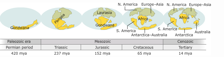 N. America Europe-Asia N. America Europe-Asia
Laurasia
Africa
Africa
Pangea
Gondwana
Gondwana
S. America
S. America
Antarctica-Australia
Australia
Antarctica
Paleozoic era
Permian period
Mesozoic
Cenozoic
Triassic
Jurassic
Cretaceous
Tertiary
420 mya
237 mya
152 mya
65 mya
14 mya
