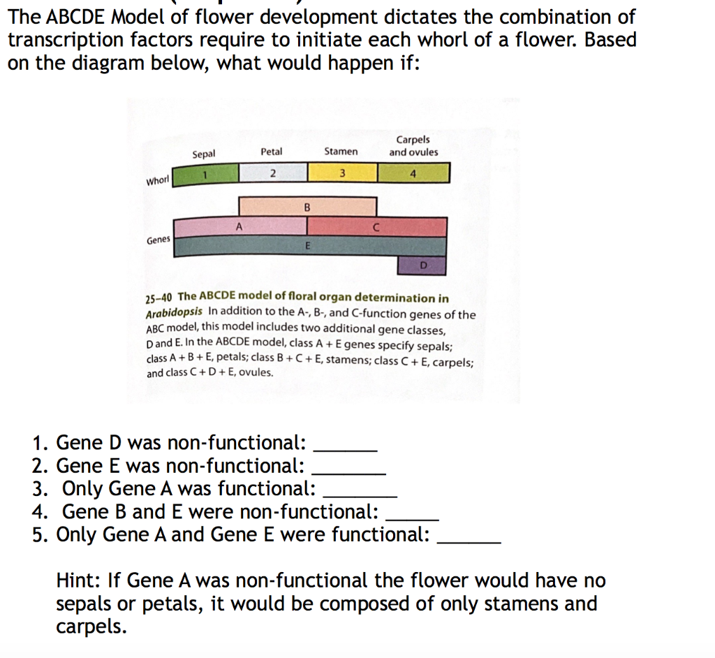 The ABCDE Model of flower development dictates the combination of
transcription factors require to initiate each whorl of a flower. Based
on the diagram below, what would happen if:
Carpels
and ovules
Sepal
Petal
Stamen
2
4
Whorl
A
Genes
E
25-40 The ABCDE model of floral organ determination in
Arabidopsis In addition to the A-, B-, and C-function genes of the
ABC model, this model includes two additional gene classes,
D and E. In the ABCDE model, class A + E genes specify sepals;
class A + B + E, petals; class B +C +E, stamens; class C + E, carpels;
and class C+ D + E, ovules.
1. Gene D was non-functional:
2. Gene E was non-functional:
3. Only Gene A was functional:
4. Gene B and E were non-functional:
5. Only Gene A and Gene E were functional:
Hint: If Gene A was non-functional the flower would have no
sepals or petals, it would be composed of only stamens and
carpels.
