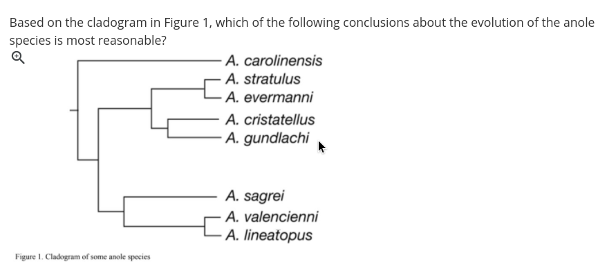 ### Evolution of Anole Species

#### Question
Based on the cladogram in Figure 1, which of the following conclusions about the evolution of the anole species is most reasonable?

#### Cladogram Description
Figure 1 depicts a cladogram of some anole species. A cladogram is a diagram used to show relations among organisms. It is a type of phylogenetic tree that does not represent the amount of evolutionary change.

The cladogram in Figure 1 lists the following anole species:

1. **A. carolinensis**
2. **A. stratulus**
3. **A. evermanni**
4. **A. cristatellus**
5. **A. gundlachi**
6. **A. sagrei**
7. **A. valencienni**
8. **A. lineatopus**

The branching pattern indicates evolutionary relationships among these species. Here is a detailed breakdown of the connections:

- **A. carolinensis** and **A. stratulus** share a common ancestor, as do **A. evermanni**, **A. cristatellus**, and **A. gundlachi** within a slightly larger group.
- **A. sagrei** shares a more distant common ancestor with this entire group.
- **A. valencienni** and **A. lineatopus** share a common ancestor with each other but are more distantly related to the other groups.

This structure helps infer which species share recent common ancestors and provides a hypothesis for the sequence of branching events in the evolutionary history of these anole species.

**Figure 1: Cladogram of some anole species.**