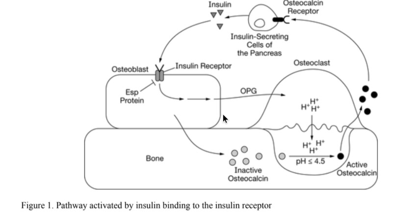 **Figure 1: Pathway Activated by Insulin Binding to the Insulin Receptor**

This diagram details the cellular and molecular interactions that occur when insulin binds to an insulin receptor, focusing on the activities within bone cells.

**Components and Interactions**:
1. **Insulin** acts as a signal that binds to specific receptors.
2. **Insulin Receptor**: Embedded in the membrane of osteoblasts (bone-forming cells), this receptor initiates a series of downstream effects when bound by insulin.
3. **Osteoblast**: These cells respond to insulin binding by producing Esp Protein and OPG (Osteoprotegerin).

**Mechanisms**:
- **Esp Protein**: Produced within osteoblasts, though its specific pathway in this diagram isn't detailed.
- **OPG (Osteoprotegerin)**: Served as a decoy receptor for RANKL, preventing it from binding to RANK on osteoclast precursors, thus inhibiting their maturation into active osteoclasts.

**Osteoclast Activities**:
- **In the presence of insulin**: Insulin receptor activation promotes osteoclast activity.
- **Osteoclasts**: These cells are responsible for bone resorption. Active osteoclasts secrete hydrogen ions (H+, represented in the diagram) which lower the pH to 4.5 or less, leading to the acidic environment necessary for bone matrix breakdown and activation of inactive osteocalcin into active osteocalcin.

**Active Osteocalcin**: Released from bone matrix breakdown, it acts on pancreatic cells influencing insulin secretion.

**Pancreas Interaction**:
- **Insulin-Secreting Cells of the Pancreas**: These cells have receptors for active osteocalcin. When osteocalcin binds to these receptors, it stimulates further insulin secretion.

**Feedback Loop**:
- The process forms a feedback loop where insulin influences the activity of bone cells, and bone cell products (such as active osteocalcin) in turn influence insulin secretion from the pancreas.

This illustration highlights the complex interactions between insulin signaling, osteoblast and osteoclast activities, and the tight regulation of bone metabolism and endocrine signaling.