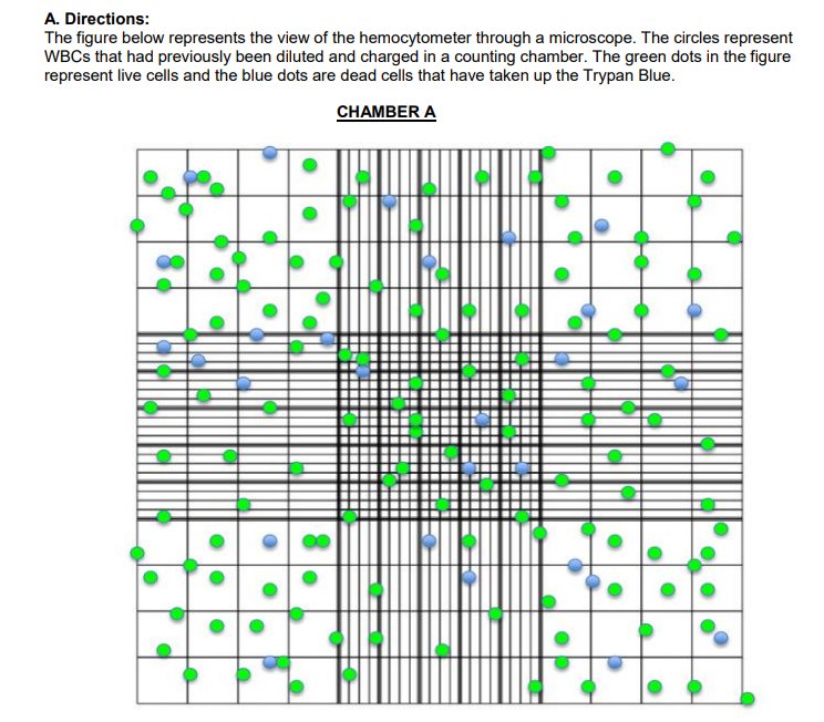 A. Directions:
The figure below represents the view of the hemocytometer through a microscope. The circles represent
WBCs that had previously been diluted and charged in a counting chamber. The green dots in the figure
represent live cells and the blue dots are dead cells that have taken up the Trypan Blue.
CHAMBER A