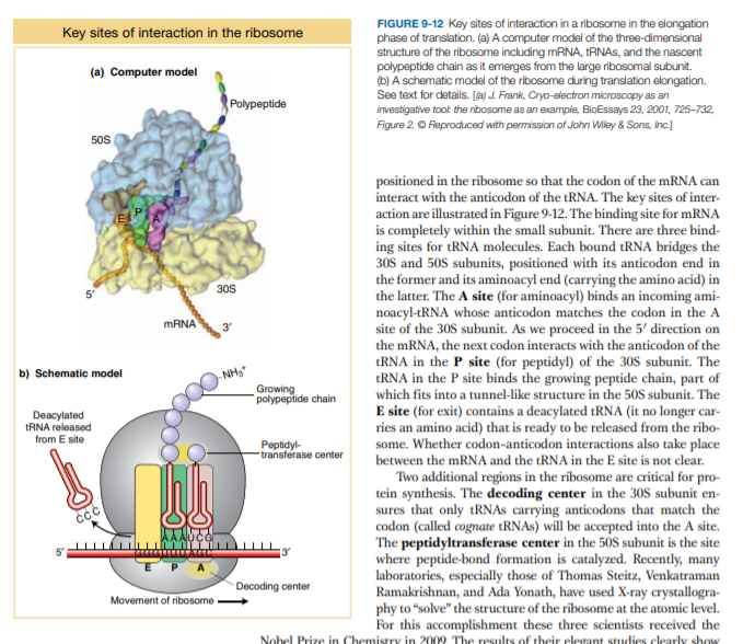 FIGURE 9-12 Key sites of interaction in a ribosome in the elongation
phase of translation. (a) A computer model of the three-dimensional
structure of the ribosome including MRNA, tRNAS, and the nascent
polypeptide chain as it emerges from the large ribosomal subunit.
(b) A schematic model of the ribosome during translation elongation.
See text for details. [(a) J. Frank, Cryo-electron microscopy as an
investigative tool the nibosome as an example, BioEssays 23, 2001, 725-732,
Key sites of interaction in the ribosome
(a) Computer model
Polypeptide
Figure 2. O Reproduced with permission of John Wiley & Sons, Inc.
50S
positioned in the ribosome so that the codon of the MRNA can
interact with the anticodon of the tRNA. The key sites of inter-
action are illustrated in Figure 9-12. The binding site for MRNA
is completely within the small subunit. There are three bind-
ing sites for tRNA molecules. Each bound (RNA bridges the
30S and 50S subunits, positioned with its anticodon end in
the former and its anminoacyl end (carrying the amino acid) in
the latter. The A site (for aminoacyl) binds an incoming ami-
noacyl-tRNA whose anticodon matches the codon in the A
site of the 30S subunit. As we proceed in the 5' direction on
the mRNA, the next codon interacts with the anticodon of the
tRNA in the P site (for peptidyl) of the 30S subunit. The
tRNA in the P site binds the growing peptide chain, part of
which fits into a tunnel-like structure in the 50S subunit. The
E site (for exit) contains a deacylated tRNA (it no longer car-
ries an amino acid) that is ready to be released from the ribo-
some. Whether codon-anticodon interactions also take place
between the mRNA and the tRNA in the E site is not clear.
Two additional regions in the ribosome are critical for pro-
tein synthesis. The decoding center in the 30S subunit en-
sures that only tRNAs carrying anticodons that match the
codon (called cognate tRNAs) will be accepted into the A site.
The peptidyltransferase center in the 50S subunit is the site
where peptide-bond formation is catalyzed. Recently, many
laboratories, especially those of Thomas Steitz, Venkatraman
Ramakrishnan, and Ada Yonath, have used X-ray crystallogra-
phy to “solve" the structure of the ribosome at the atomic level.
For this accomplishment these three scientists received the
30S
5'
MRNA
3'
b) Schematic model
- NH,
Growing
polypeptide chain
Deacylated
TRNA released
from E site
Peptidyl-
transferase center
Decoding center
Movement of ribosome
Nohel Prize in Chemistry in 2009 The results of their elegant studies clearly show
