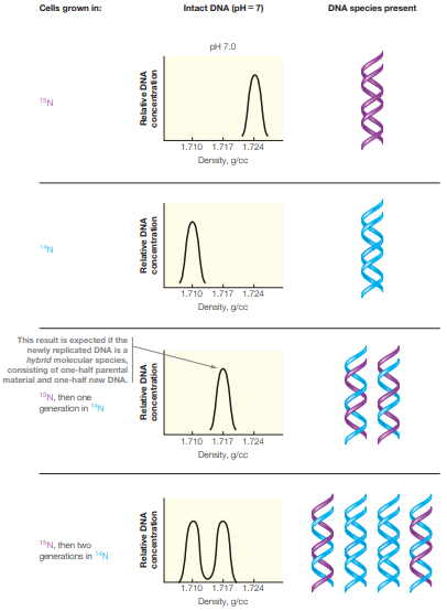 Cells grown in:
Intact DNA (pH=7)
DNA species present
pH 7.0
1.710 1.717 1.724
Density, g/cc
14N
1.710 1.717 1724
Density, g/cc
This result is expected if the
newly replicated DNA is a
hybrid molecular species,
consisting of one-half parental
material and one-half new DNA.
15N, then one
generation in "N
1.710 1.717 1.724
Density, g/cc
15N, then two
generatione in 1N
1.710 1.717 1.724
Density, g/cc
Relative DNA
Relative DNA
concentration
Relative DNA
Relafive DNA
concentration
concentration
uogegueouos
