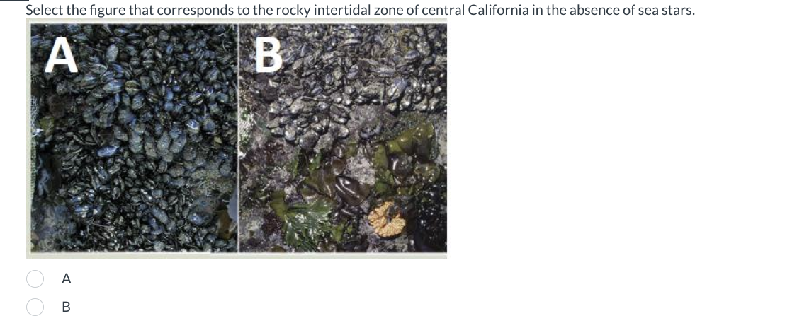 Select the figure that corresponds to the rocky intertidal zone of central California in the absence of sea stars.
A
B
Α
A B