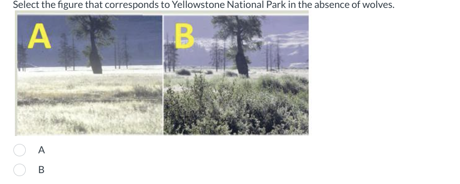 Select the figure that corresponds to Yellowstone National Park in the absence of wolves.
A
A
B
Be