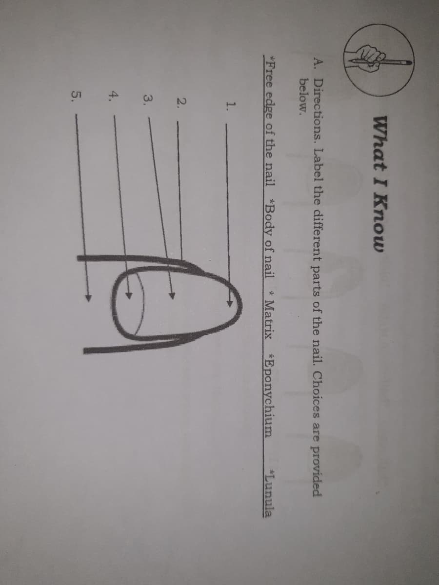 What I Know
A. Directions. Label the different parts of the nail. Choices are provided
below.
*Free edge of the nail *Body of nail
* Matrix *Eponychium
*Lunula
1.
2.
3.
4.
5.
