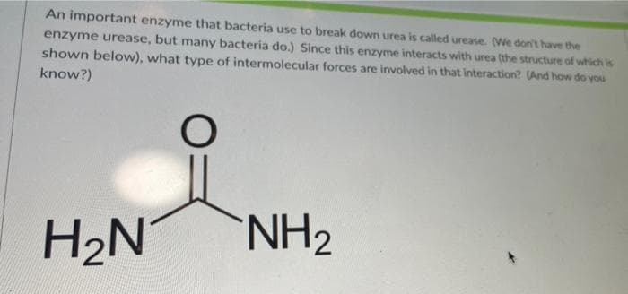 An important enzyme that bacteria use to break down urea is called urease. (We don't have the
enzyme urease, but many bacteria do.) Since this enzyme interacts with urea (the structure of which is
shown below), what type of intermolecular forces are ivolved in that interaction? (And how do you
know?)
H2N
NH2
