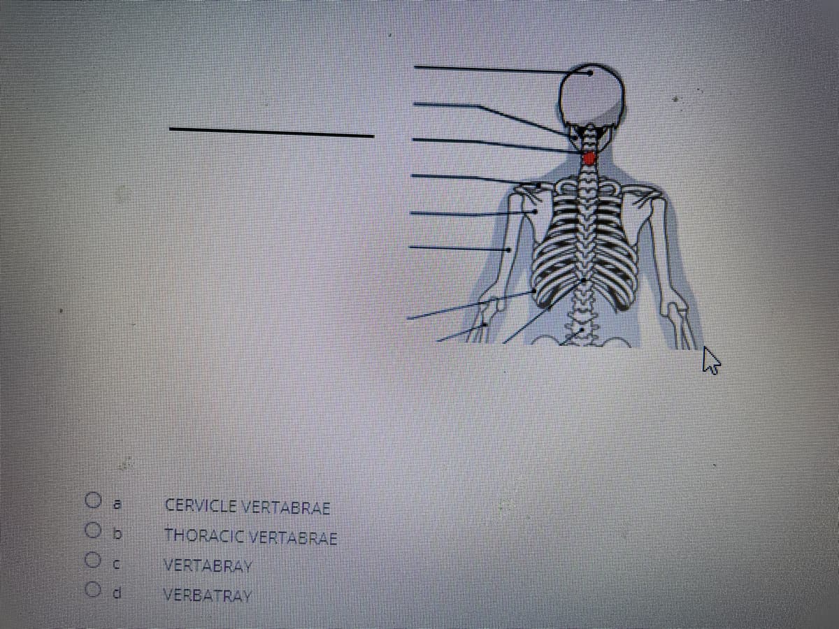 al
CERVICLE VERTABRAE
THORACIC VERTABRAE
VERTABRAY
di
VERBATRAY
