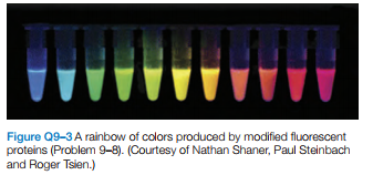 Figure Q9-3A rainbow of colors produced by modified fluorescent
proteins (Problem 9-8). (Courtesy of Nathan Shaner, Paul Steinbach
and Roger Tsien.)
