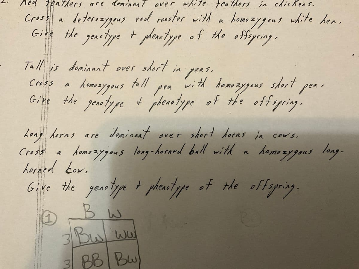 homo zygous white hen.
Croso a rosster with a
Give the genotype t plenotype .
Ked teayhers are e teathers in chicKea s.
dominan T over whit
homo zygous white hen
of the offspring
heterozygeng red
Tall is
doninant
short
over
in
peas.
Peas,
with homozygous
short pea
homozygous
tall
Cross
a
pea
Gine the genetype t phenotype of the offspring.
Give
Long horns are
Loninnnt
shert dorns in cows.
ove r
homozygous long-horaed bull with a
homozygous long-
Cross
a
horaed kow.
Give the genetye phenstype egring.
ッf the off
B W
3Bw
Bul ww
3 BB Bu
