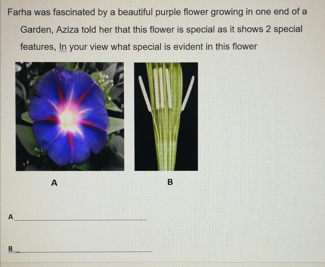 Farha was fascinated by a beautiful purple flower growing in one end of a
Garden, Aziza told her that this flower is special as it shows 2 special
features, In your view what special is evident in this flower
A
A
B
