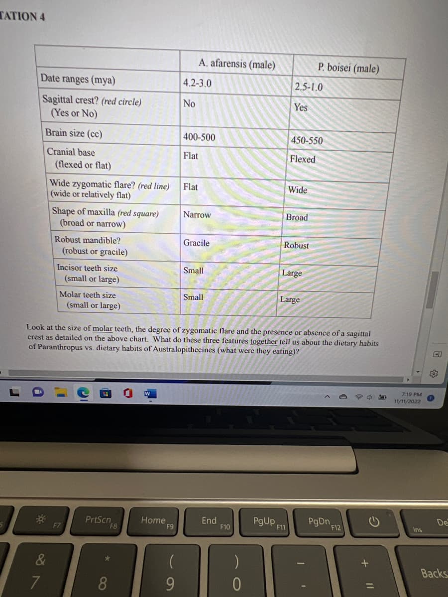 TATION 4
Date ranges (mya)
Sagittal crest? (red circle)
(Yes or No)
Brain size (cc)
Cranial base
&
(flexed or flat)
7
Wide zygomatic flare? (red line)
(wide or relatively flat)
Shape of maxilla (red square)
(broad or narrow)
Robust mandible?
(robust or gracile)
Incisor teeth size
(small or large)
Molar teeth size
(small or large)
F7
PrtScn FB
★
8
W
Home
F9
A. afarensis (male)
9
4.2-3.0
No
400-500
Flat
Flat
Narrow
Gracile
Small
Look at the size of molar teeth, the degree of zygomatic flare and the presence or absence of a sagittal
crest as detailed on the above chart. What do these three features together tell us about the dietary habits
of Paranthropus vs. dietary habits of Australopithecines (what were they eating)?
Small
End
F10
)
0
2.5-1.0
Yes
Wide
450-550
Flexed
Broad
Robust
Large
P. boisei (male)
Large
PgUP F11
PgDn
F12
2
+
=
7:19 PM
11/11/2022
Ins
EI
203
De
Backs