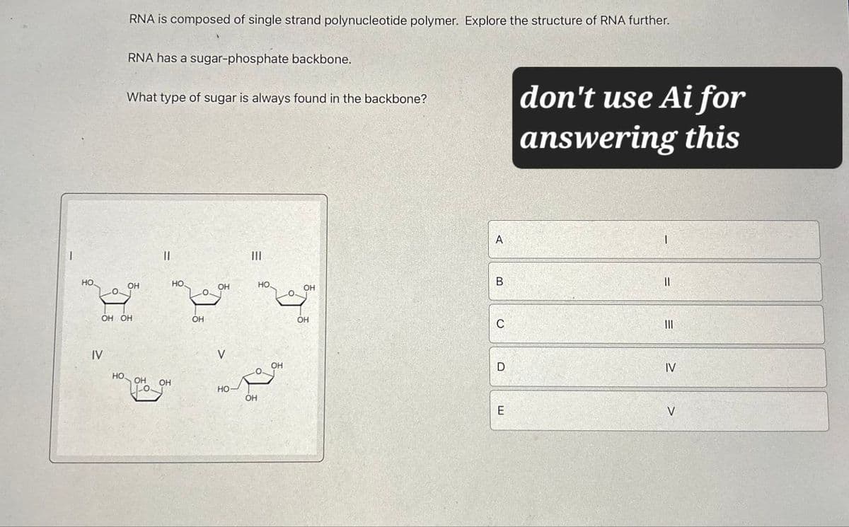 RNA is composed of single strand polynucleotide polymer. Explore the structure of RNA further.
RNA has a sugar-phosphate backbone.
What type of sugar is always found in the backbone?
III
A
B
HO
OH
HO
OH
HO
OH
OH OH
OH
IV
V
OH
HO.
OH OH
HO-
OH
OH
C
don't use Ai for
answering this
I
||
D
IV
E
V