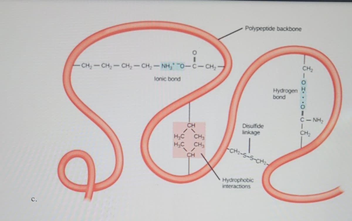 C.
O
I
CH,CH,CH,CH, NHĩO-C-CH,-
lonic bond
CH
H₂C
CH₂
H₂C CH₂
/
CH
Polypeptide backbone
Disulfide
linkage
-CH₂-5-S-CH₂-
Hydrophobic
interactions
Hydrogen H
bond
--0-0-0--
CNH,