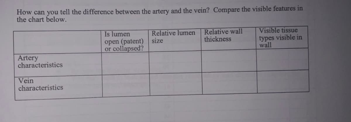 How can you tell the difference between the artery and the vein? Compare the visible features in
the chart below.
Artery
characteristics
Vein
characteristics
Is lumen
open (patent)
or collapsed?
Relative lumen
size
Relative wall
thickness
Visible tissue
types visible in
wall