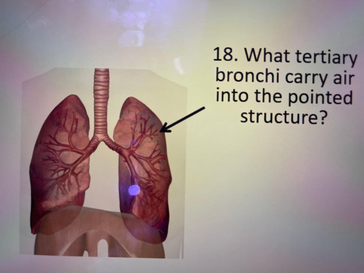 18. What tertiary
bronchi carry air
into the pointed
structure?
