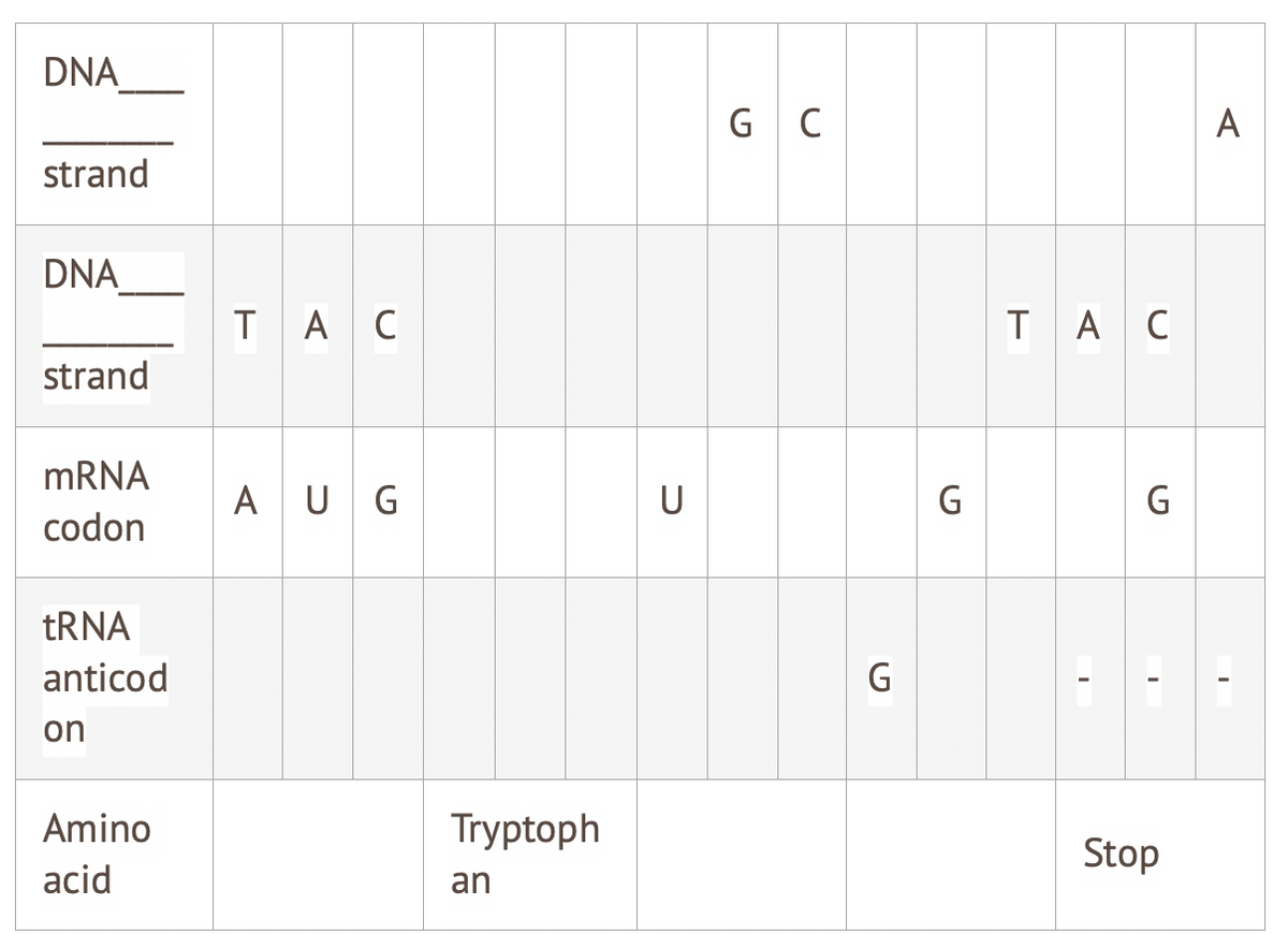 DNA
G C
A
strand
DNA
TA C
TAC
strand
MRNA
A UG
U
G
G
codon
TRNA
anticod
on
Amino
Tryptoph
Stop
acid
an
