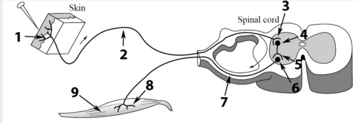 Skin
Spinal cord
1 1
2
9.
8
