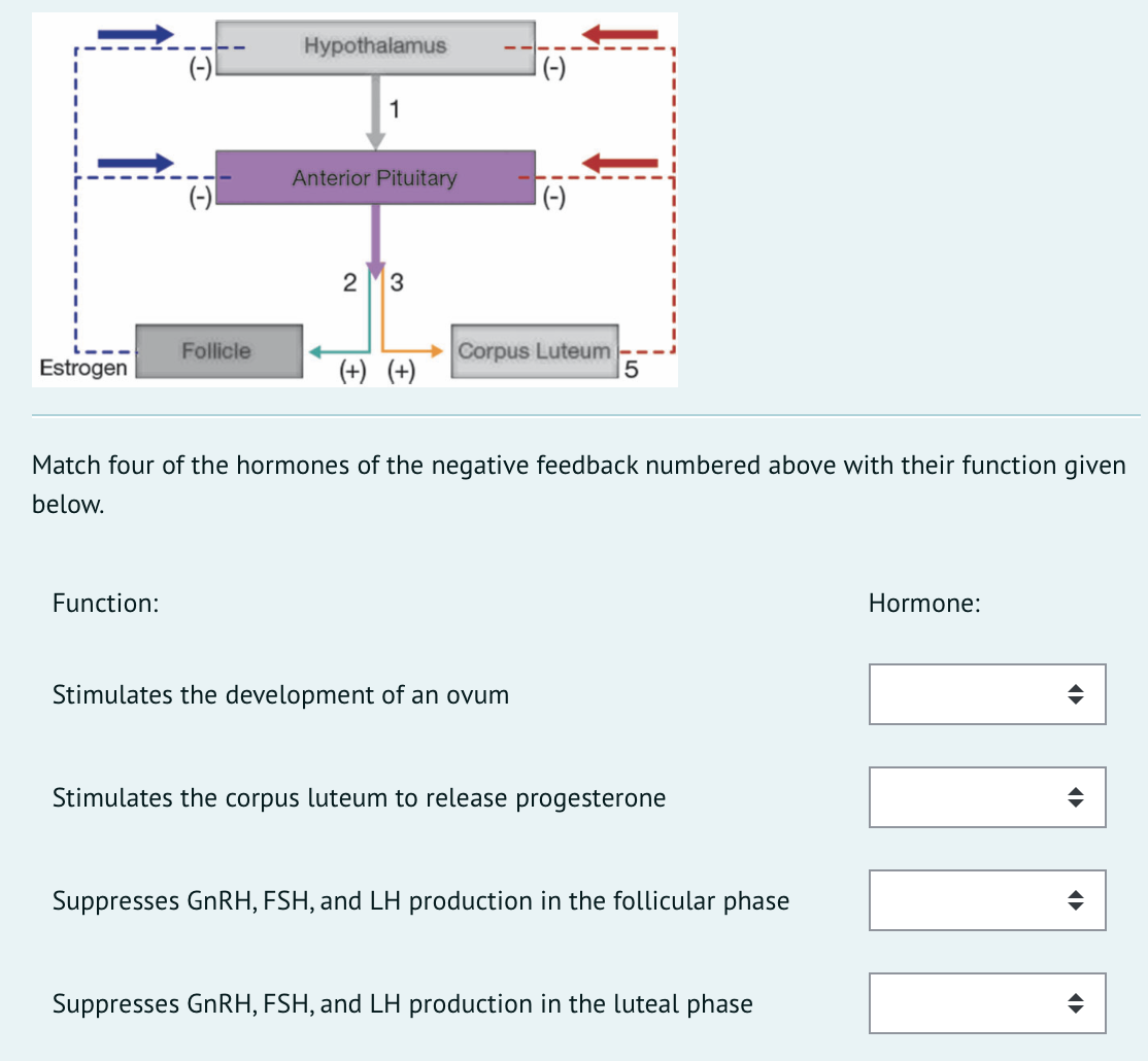 Hypothalamus
(-)
(-)
Anterior Pituitary
(-)
|(-)
3
Corpus Luteum
|5
Follicle
Estrogen
(+) (+)
Match four of the hormones of the negative feedback numbered above with their function given
below.
Function:
Hormone:
Stimulates the development of an ovum
Stimulates the corpus luteum to release progesterone
Suppresses GNRH, FSH,
LH production in the follicular phase
Suppresses GNRH, FSH, and LH production in the luteal phase
2.
