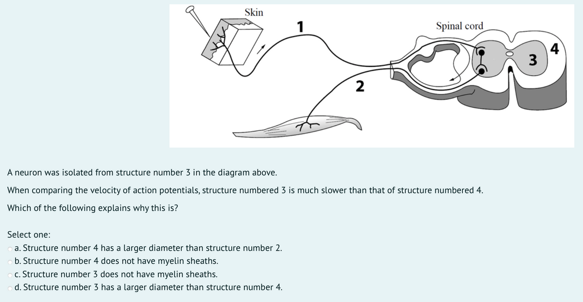 Skin
1
Spinal cord
4
3
2
A neuron was isolated from structure number 3 in the diagram above.
When comparing the velocity of action potentials, structure numbered 3 is much slower than that of structure numbered 4.
Which of the following explains why this is?
Select one:
a. Structure number 4 has a larger diameter than structure number 2.
b. Structure number 4 does not have myelin sheaths.
c. Structure number 3 does not have myelin sheaths.
d. Structure number 3 has a larger diameter than structure number 4.
