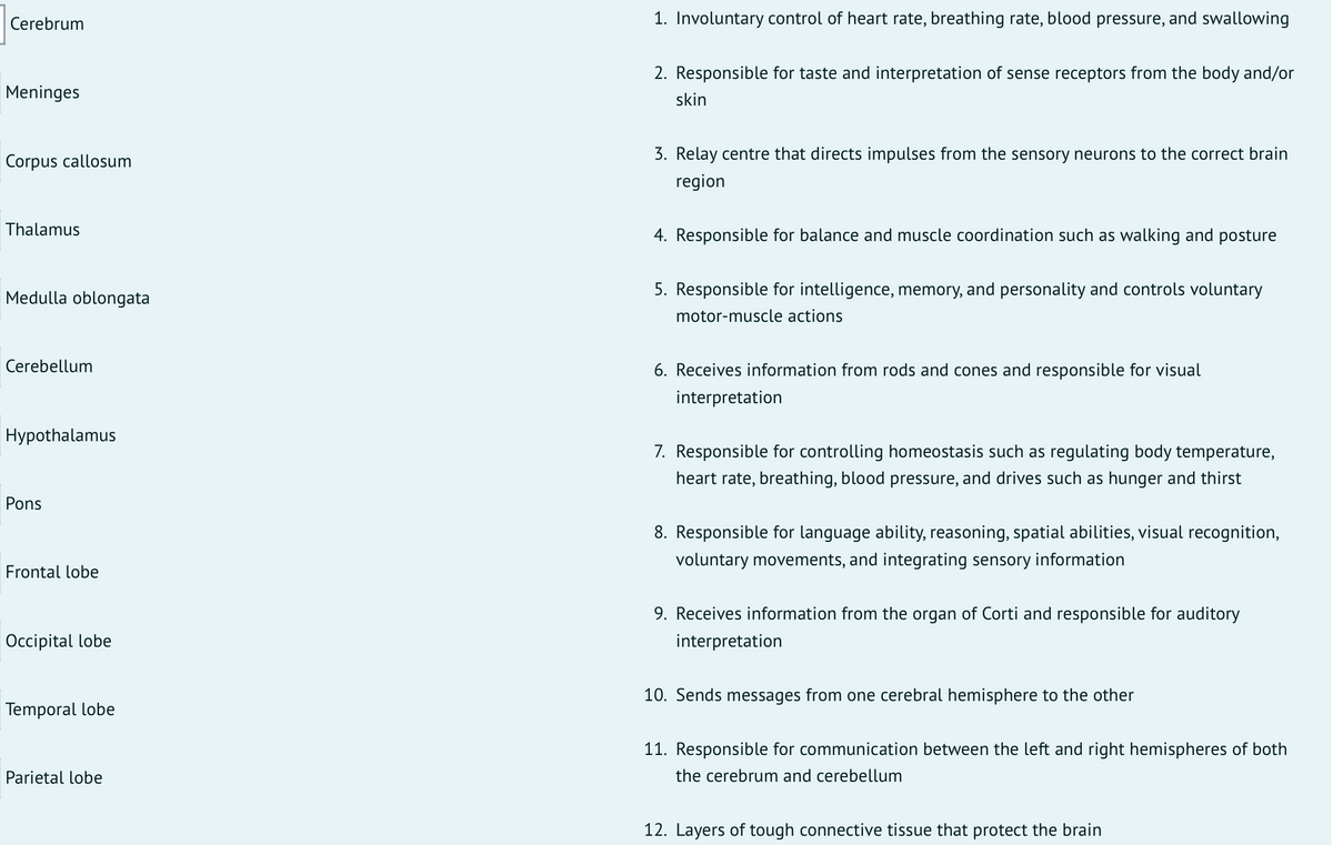 Cerebrum
1. Involuntary control of heart rate, breathing rate, blood pressure, and swallowing
2. Responsible for taste and interpretation of sense receptors from the body and/or
Meninges
skin
Corpus callosum
3. Relay centre that directs impulses from the sensory neurons to the correct brain
region
Thalamus
4. Responsible for balance and muscle coordination such as walking and posture
Medulla oblongata
5. Responsible for intelligence, memory, and personality and controls voluntary
motor-muscle actions
Cerebellum
6. Receives information from rods and cones and responsible for visual
interpretation
Hypothalamus
7. Responsible for controlling homeostasis such as regulating body temperature,
heart rate, breathing, blood pressure, and drives such as hunger and thirst
Pons
8. Responsible for language ability, reasoning, spatial abilities, visual recognition,
voluntary movements, and integrating sensory information
Frontal lobe
9. Receives information from the organ of Corti and responsible for auditory
Occipital lobe
interpretation
10. Sends messages from one cerebral hemisphere to the other
Temporal lobe
11. Responsible for communication between the left and right hemispheres of both
Parietal lobe
the cerebrum and cerebellum
12. Layers of tough connective tissue that protect the brain

