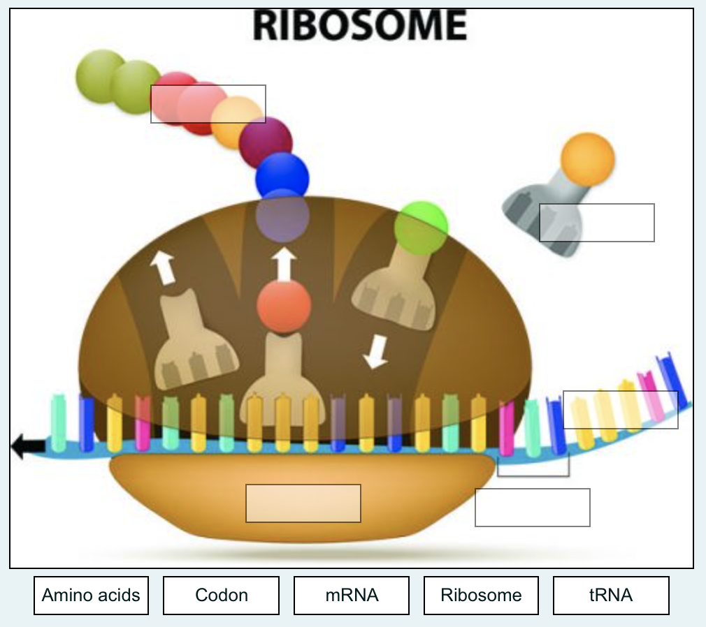 RIBOSOME
Amino acids
Codon
MRNA
Ribosome
TRNA
