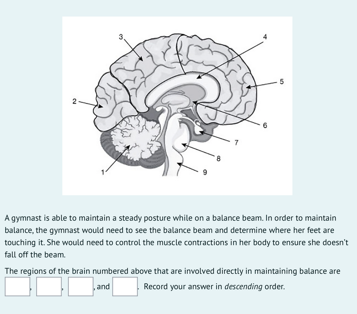 3.
2
6.
8
A gymnast is able to maintain a steady posture while on a balance beam. In order to maintain
balance, the gymnast would need to see the balance beam and determine where her feet are
touching it. She would need to control the muscle contractions in her body to ensure she doesn't
fall off the beam.
The regions of the brain numbered above that are involved directly in maintaining balance are
and
Record your answer in descending order.
