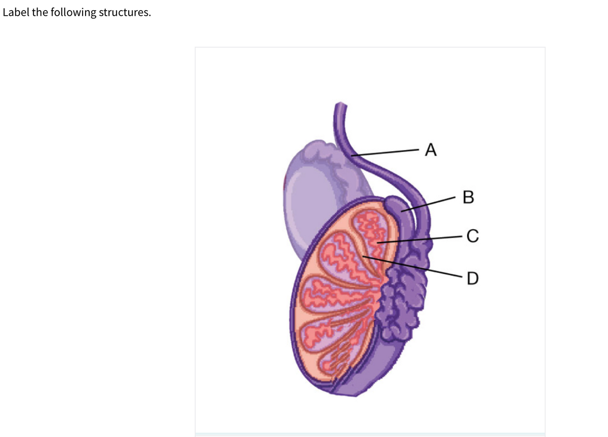 Label the following structures.
А
В
C
D
