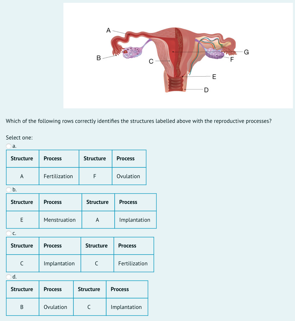 A
G
F
E
Which of the following rows correctly identifies the structures labelled above with the reproductive processes?
Select one:
а.
Structure
Process
Structure
Process
A
Fertilization
F
Ovulation
b.
Structure
Process
Structure
Process
E
Menstruation
A
Implantation
С.
Structure
Process
Structure
Process
C
Implantation
Fertilization
d.
Structure
Process
Structure
Process
В
Ovulation
C
Implantation
