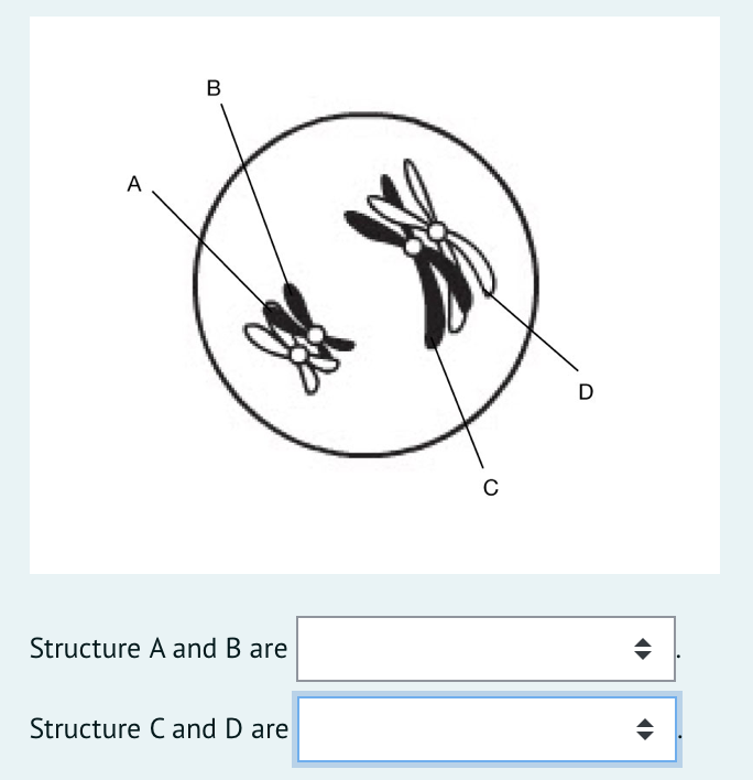 B
A
D
Structure A and B are
Structure C and D are
