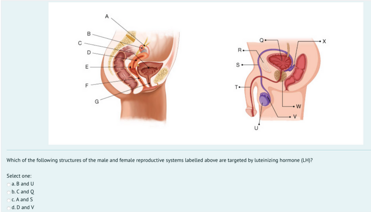 A
R.
D
S-
F
T.
G
Which of the following structures of the male and female reproductive systems labelled above are targeted by luteinizing hormone (LH)?
Select one:
a. B and U
o b. C and Q
O C. A and S
o d. D and V
