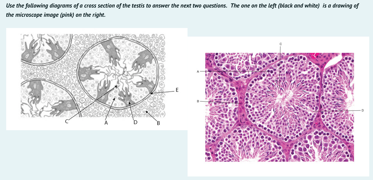 Use the following diagrams of a cross section of the testis to answer the next two questions. The one on the left (black and white) is a drawing of
the microscope image (pink) on the right.
A
E
B
A
