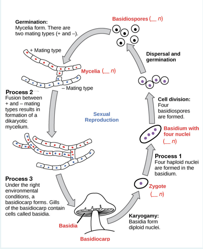 Basidiospores (n)
Germination:
Mycelia form. There are
two mating types (+ and -).
Mating type
Dispersal and
germination
Mycelia (_ n)
Qe
Mating type
Process 2
Fusion between
+ and – mating
types results in
formation of a
dikaryotic
mycelium.
Cell division:
Four
basidiospores
are formed.
Sexual
Reproduction
Basidium with
four nuclei
n)
Process 1
Four haploid nuclei
are formed in the
basidium.
Process 3
Under the right
environmental
conditions, a
basidiocarp forms. Gills
of the basidiocarp contain
cells called basidia.
Zygote
L n)
Karyogamy:
Basidia form
diploid nuclei.
Basidia
Basidiocarp
