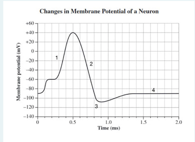 Changes in Membrane Potential of a Neuron
+60
+40
+20
0-
1
-20
2
-40
-60
-80
-100
-120
3.
-140 -
0.5
1.0
1.5
2.0
Time (ms)
Membrane potential (mV)
in
