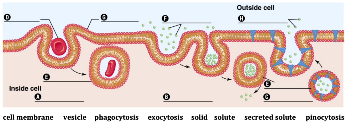 Outside cell
Inside cell
B
cell membrane
vesicle phagocytosis exocytosis solid solute
secreted solute
pinocytosis
