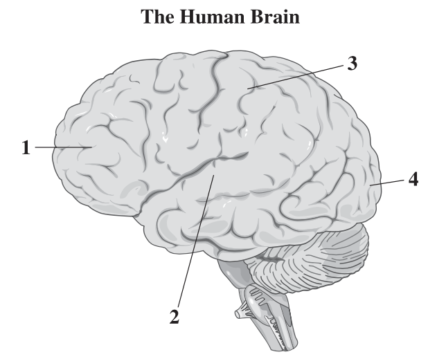 The Human Brain
3
1
4
2
