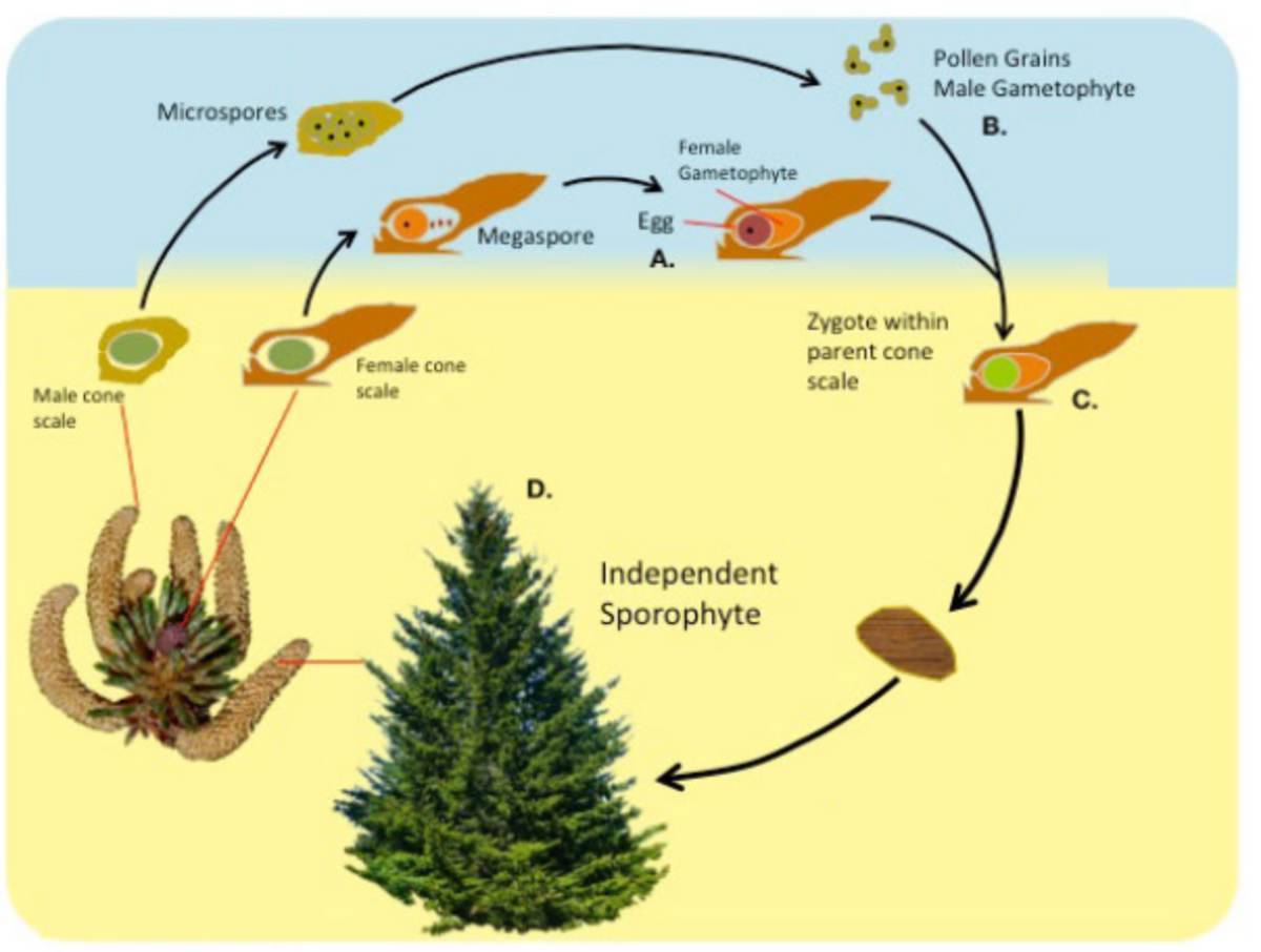 Pollen Grains
Male Gametophyte
Microspores
в.
Female
Gametophyte
Megaspore
Egg
A.
Zygote within
parent cone
scale
Female cone
scale
Male cone
scale
D.
Independent
Sporophyte
