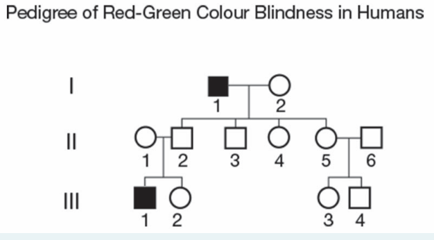 Pedigree of Red-Green Colour Blindness in Humans
1
2
II
1
2
3
4
5
6
II
1 2
3 4
