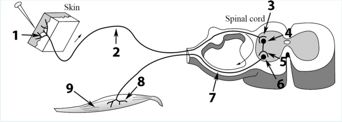 Skin
3
Spinal cord
1
9.
7
