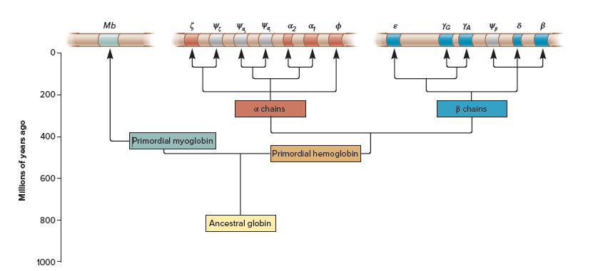 Mb
YG YA
200
a chains
B chains
400
Primordial myoglobin
Primordial hemoglobin
600-
800
Ancestral globin
1000
Millions of years ago
