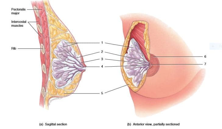 Pectoralis
major
Intercostal
muscles
Rib
6.
(a) Sagittal section
(b) Anterior view, partially sectioned
