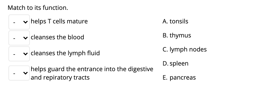 Match to its function.
v helps T cells mature
A. tonsils
v cleanses the blood
B. thymus
v cleanses the lymph fluid
C. Iymph nodes
D. spleen
helps guard the entrance into the digestive
and repiratory tracts
E. pancreas
