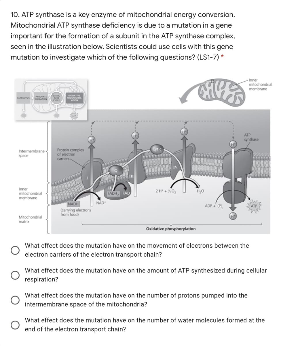 10. ATP synthase is a key enzyme of mitochondrial energy conversion.
Mitochondrial ATP synthase deficiency is due to a mutation in a gene
important for the formation of a subunit in the ATP synthase complex,
seen in the illustration below. Scientists could use cells with this gene
mutation to investigate which of the following questions? (LS1-7) *
Inner
mitochondrial
membrane
PYRUVATE
GLYCOLYSIS ODATION
ACO
CYCLE
OXIDATIVE
PHOSPHORYL-
ATION
ATP
synthase
Protein complex
of electron
Intermembrane-
space
carriers
III
Inner
mitochondrial
membrane
FADH, FAD
2 H* + ½02
H,0
NAD
NADH
(carrying electrons
from food)
ADP + O
АТР
Mitochondrial
matrix
Oxidative phosphorylation
What effect does the mutation have on the movement of electrons between the
electron carriers of the electron transport chain?
What effect does the mutation have on the amount of ATP synthesized during cellular
respiration?
What effect does the mutation have on the number of protons pumped into the
intermembrane space of the mitochondria?
What effect does the mutation have on the number of water molecules formed at the
end of the electron transport chain?
