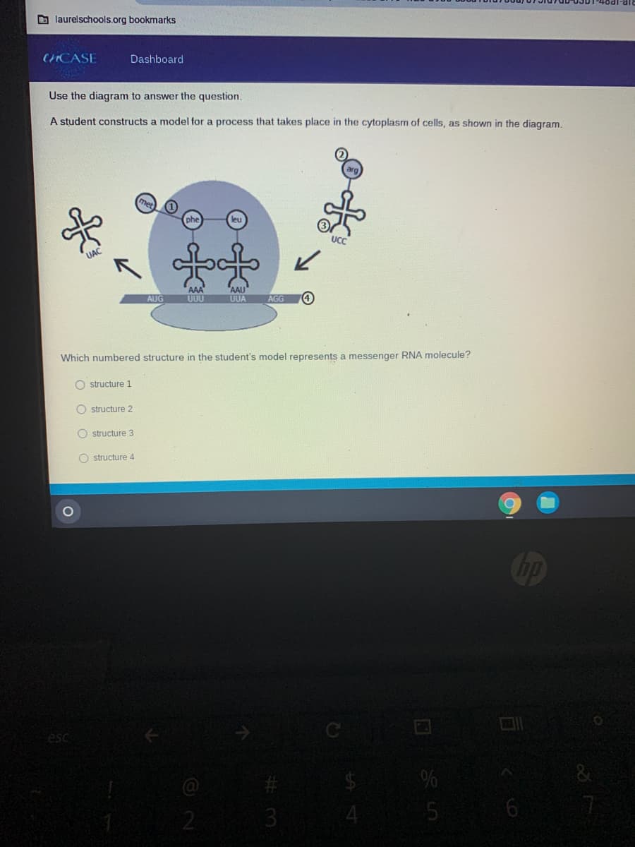 O laurelschools.org bookmarks
CHCASE
Dashboard
Use the diagram to answer the question.
A student constructs a model for a process that takes place in the cytoplasm of cells, as shown in the diagram.
UC
UAC
AAA"
UUU
AUG
UUA
AGG
Which numbered structure in the student's model represents a messenger RNA molecule?
O structure 1
O structure 2
O structure 3
O structure 4
esc
21
