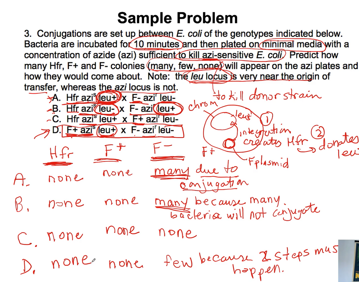 Sample Problem
3. Conjugations are set up between E. coli of the genotypes indicated below.
Bacteria are incubated for 10 minutes and then plated on minimal media with a
concentration of azide (azi) sufficient to kill azi-sensitive E. coli) Predict how
many Hfr, F+ and F- colonies (many, few, none will appear on the azi plates and
how they would come about. Note: the leu locus is very near the origin of
transfer, whereas the azi locus is not.
to kill donor strain
lent
A. Hfr azieu+x_F-azi' leu-
B. Hfr azileu-x F-azileut
-C. Hfr azis leu+ x F+ azi¹ leu-
D. F+ azi leu+ x F- azi¹ leu-
H fr
F*
A,
none
B. none
С. попе
D. none.
none
none
none
none
chrom
Dintegration
creates Mfr (3)
FF
many due to Fplasmid
conjugation
Es donates
leu
many because many.
bacteria will not conjugate
none
few because 2 steps mus
happen.