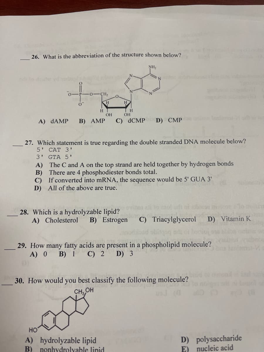 26. What is the abbreviation of the structure shown below?
NH,
N.
-CH2
H.
OH
OH
A) DAMP
B) AMP
C) dCMP
D) CMP n oni terdo
27. Which statement is true regarding the double stranded DNA molecule below?
5' САT 3'
3' GTA 5'
A) The C and A on the top strand are held together by hydrogen bonds
B) There are 4 phosphodiester bonds total.
C) If converted into mRNA, the sequence would be 5' GUA 3'
D) All of the above are true.
28. Which is a hydrolyzable lipid?
A) Cholesterol
C) Triacylglycerol
B) Estrogen
D) Vitamin K
29. How many fatty acids are present in a phospholipid molecule?
A) 0 B) 1 C) 2 D) 3
30. How would you best classify the following molecule?
CH, OH
HO
A) hydrolyzable lipid
B) nonhvdrolvable lipid
D) polysaccharide
E) nucleic acid
